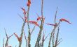 How to Plant Ocotillo