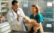 How to Prevent Clostridium diarree bij honden