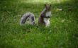 Hoe te houden van eekhoorns uit aardbeiplanten