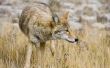 Hoe aas & overlappingen instellen voor Coyotes