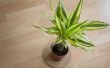 How to Take Care van Dracaena Massangeana planten