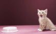 Gemakkelijke manieren voor de behandeling van diarree bij een kat