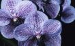 Wat Is de naam van de donkerblauw & Purple Orchid?