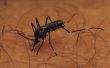 How to Get Rid van muggenbeten overal in mijn benen