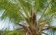 Hoe de zorg voor kokospalmen