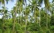 Hoe bemesten palmbomen in Florida