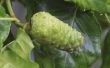 How to Grow Noni Plant