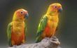 Hoe herken ik het verschil tussen een mannelijke & vrouwelijke Sun papegaaiachtigen
