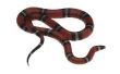 Snake Species in Mississippi