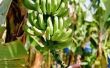 How to Grow bananen uit zaden