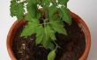 How to Grow Tomaten vierkante