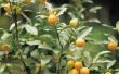 Hoe aan Bonsai een oranje boom