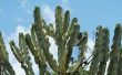 Euphorbia Cactus Plant informatie