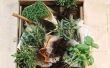 Kunnen basilicum, rozemarijn, tijm & Oregano in een Pot worden geplant?