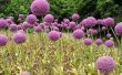 How to Care for Alliums