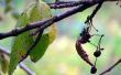 Bruine vlekken op de bladeren van de Azalea