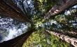 Feiten over de Redwood-boom