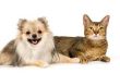 Rondwormen of lintwormen bij honden & katten