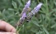 Verzorging van lavendel planten