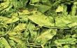 Hoe behandelen planten voor blad Lacewing