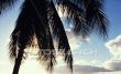 Hoe te maken van Palm bomen sneller groeien