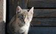 Homeopathische Remedies voor katten in hitte