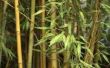 Zelfgemaakte bamboe Plant meststof