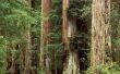 Ter identificatie van Redwood boom ziekten