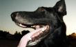 Waarom honden hebben droge Heaves & een hoest