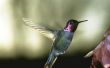 Hoe maak je een zelfgemaakte Hummingbird Feeder