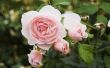 How to Cure meeldauw op roos struiken