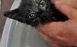 Wanneer kun je een Kitten een vlo bad?