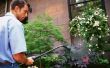 Zelfgemaakte insecticide zeep voor bladluizen