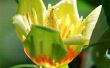 Tulip Tree groei Per jaar