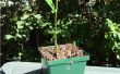 How to Grow een Jackfruit In koudere gebieden