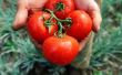 Grote jongen tomaat: Hoeveel tomaten op verlof op elk Cluster