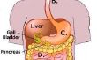 Wat zijn de belangrijkste organen van het spijsverteringsstelsel?
