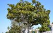 Hoe bemesten Magnolia bomen
