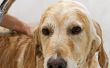 How Soon to een hond na vlo-behandeling baden