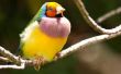 Kenmerken van Finch vogels