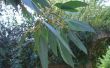 Wat zijn de toepassingen voor Eucalyptusolie?