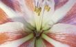 Geschiedenis van de bloem-Amaryllis