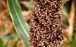 Wat Is Sorghum?