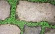 Hoe groeien planten tussen Stepping Stones