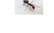 How to Get Rid van mieren en andere insecten zonder GIF