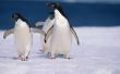 Hoe maak je een pinguïn Habitat