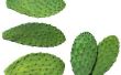 Hoe lang duurt het voor een Cactus wond te genezen?