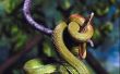 10 feiten over Viper slangen