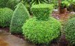 Hoe maak je een Buxus Topiary