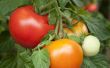 Plantaardige voedsel voor tomaten